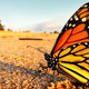 Imagen para el artículo titulado Por fin entendemos cómo se orientan las mariposas monarca en su larga migración hasta México